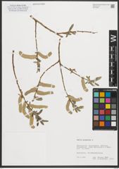 Foto von Salix purpurea L.